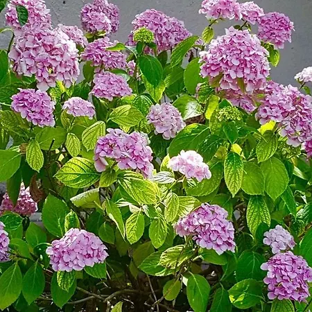 Daire Garden Blue Podstrana